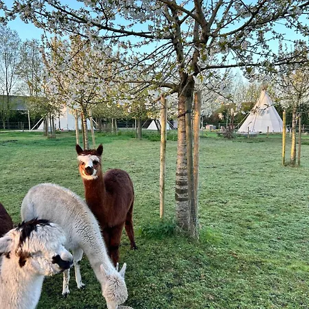 Luksusowy namiot Comfort Tipi Marie, Tipi Bo Deluxe & Tent Nicolai - 'glamping In Stijl' Lembeke